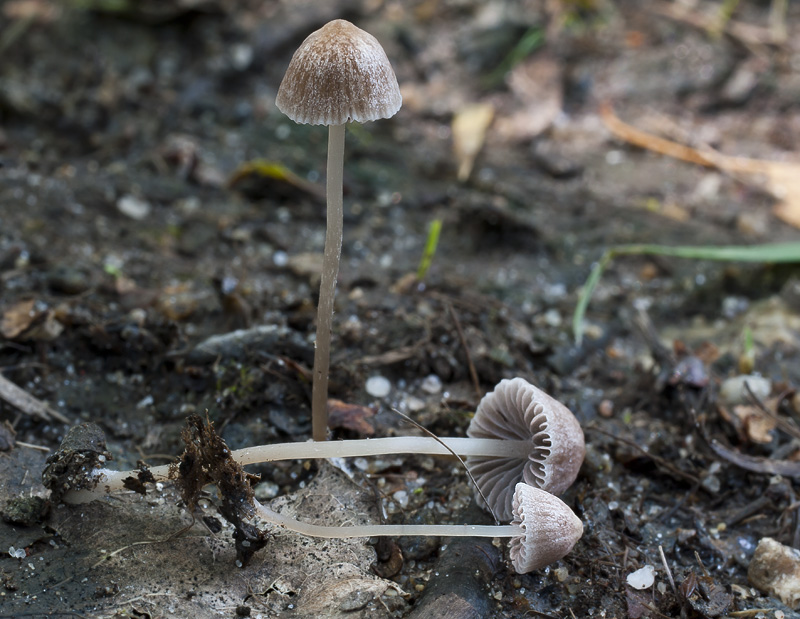 Psathyrella potteri